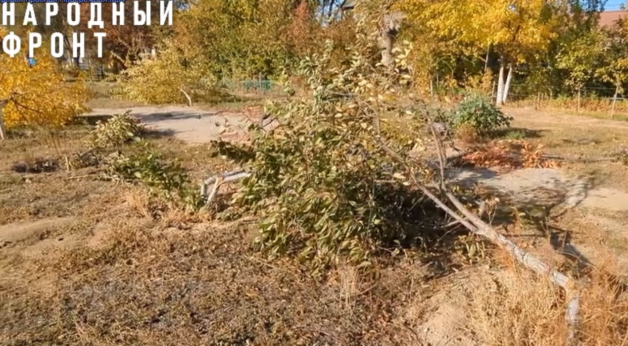 В Астрахани на Красной набережной варварски расправились с деревьями