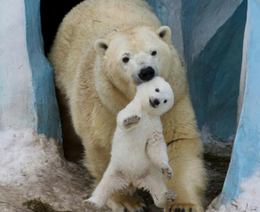 Предварительные итоги выборов в Госдуму РФ по Астраханской области на 11:00