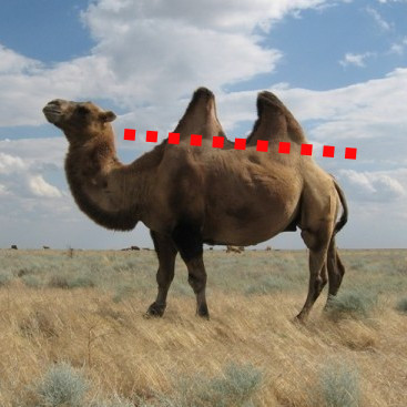 Астраханские палеонтологи «нарыли» безгорбого верблюда