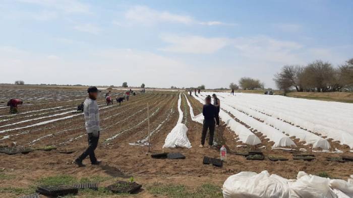 Приехавшие из Узбекистана трудовые мигранты работали в Астраханской области незаконно