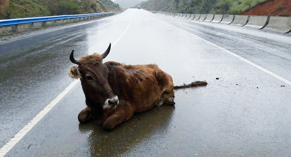 Астраханских буренок, гуляющих по дорогам, хотят пустить на котлеты