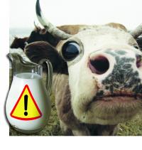 В КАМЫЗЯКЕ ЗАРЕГИСТРИРОВАНЫ СЛУЧАИ БРУЦЕЛЛЕЗА. У животных.