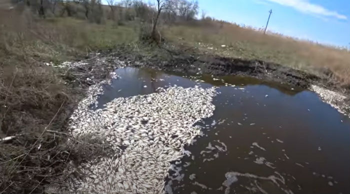 Сколько стоит спасти рыбу от заморов в Астраханской области