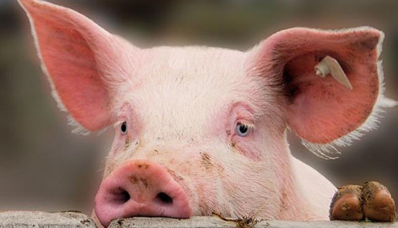 Свиной грипп все еще бороздит Астраханскую область