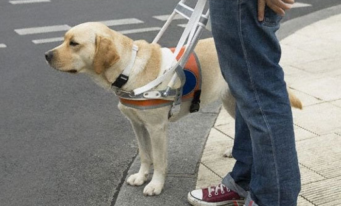 В Астрахани слепого сироту выселили из общежития из-за собаки-поводыря