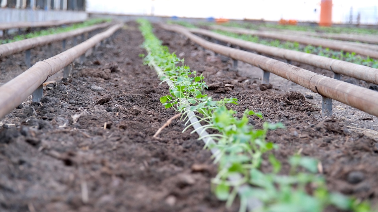 Первые огурцы взошли в астраханских теплицах