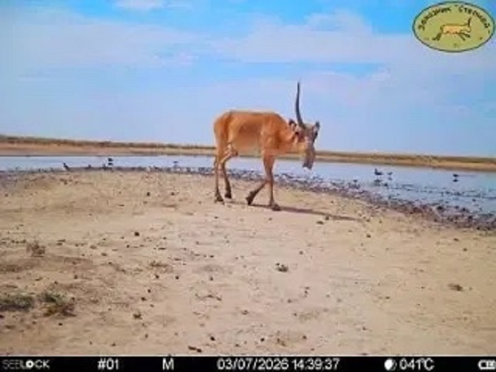Сайгак-единорог, пострадавший в боях за гарем, попал в объектив фотоловушки под Астраханью