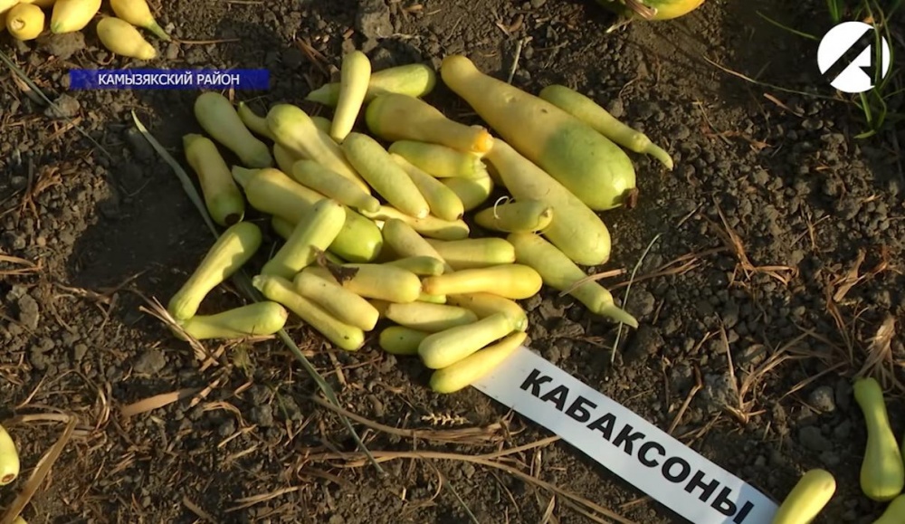 Не дельный обзор. Кабаксонов нет. Такой вот офигенчик