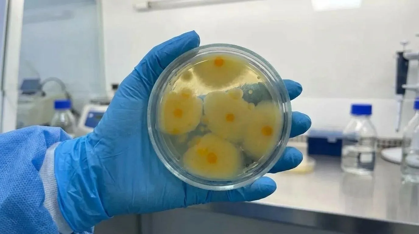 В астраханской селедке нашли 350-кратное превышение плесени