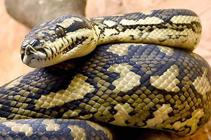 Астраханцы кормят своих питонов котятами