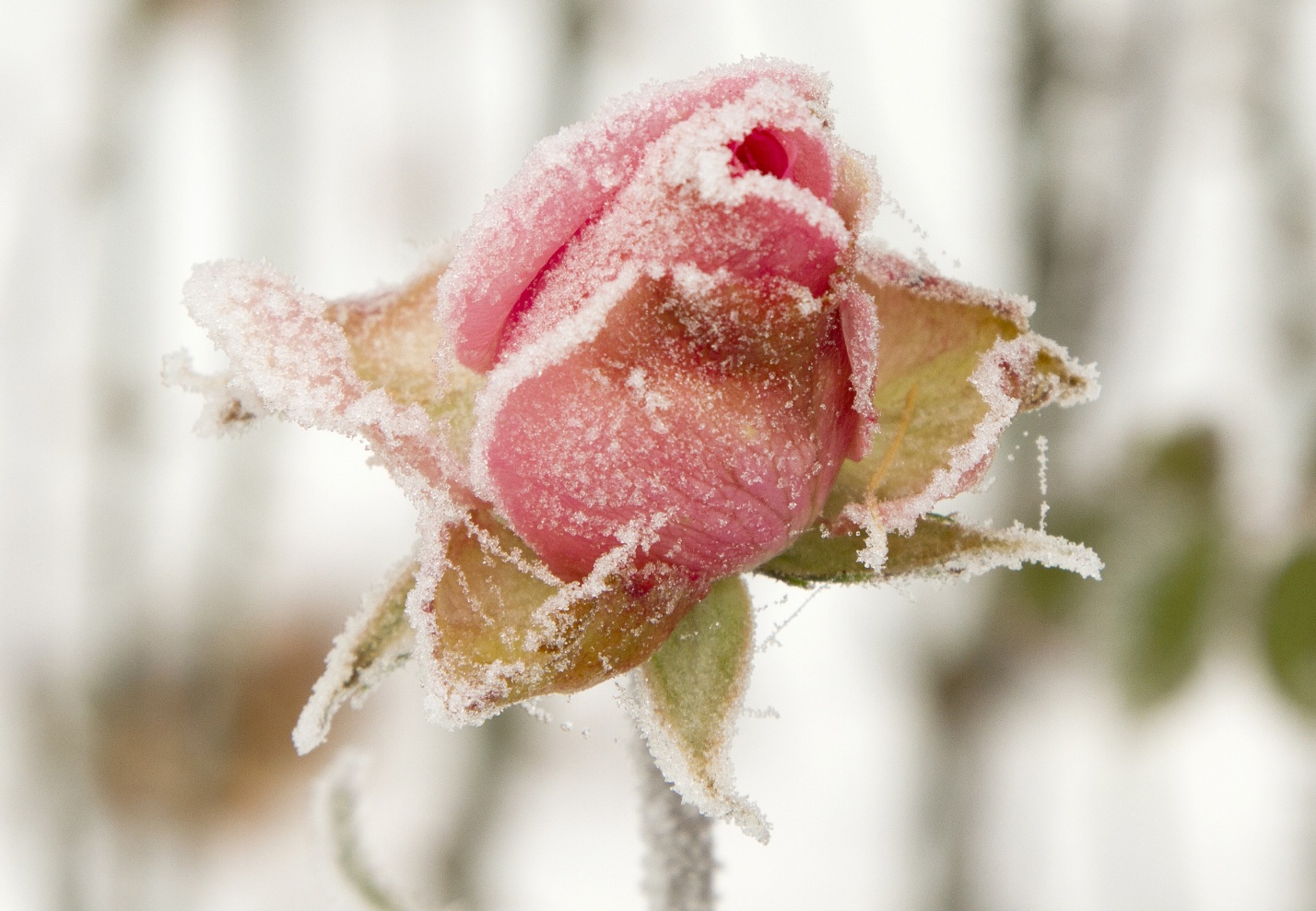 Ночью по Астраханской области вновь ударят заморозки