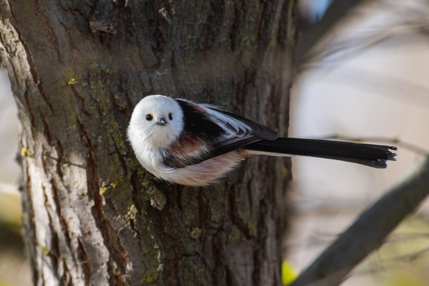 Записки астраханского натуралиста. Птицы Городского острова