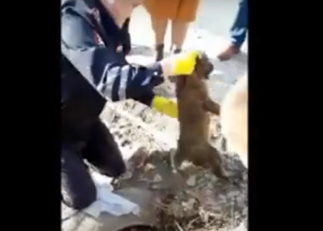 Появились кадры спасательной операции по вызволению в Началово щенка из плена