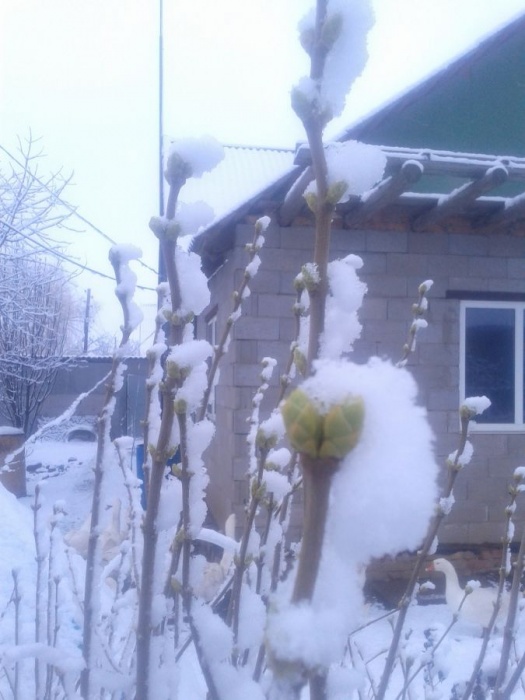 В Астраханской области в ночь на 30 марта внезапно выпал снег