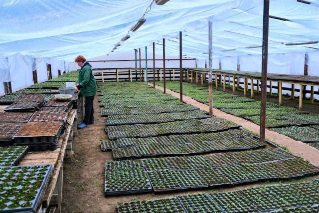 Цветочная композиция из красных звезд появится в Астрахани ко Дню Победы