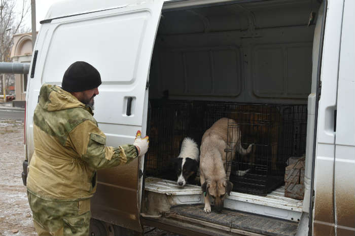 В Астрахани городские власти с начала года отловили более 1800 бездомных собак