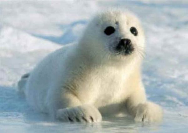 КАК СЧИТАТЬ ТЮЛЕНЕЙ? Чтобы их было больше…