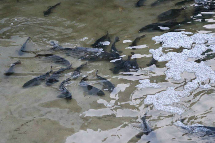 Астраханские рыбоводы вырастили 250 тонн мальков