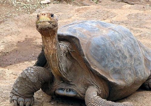 В Астрахани директор управляющей компании оштрафован за медлительность