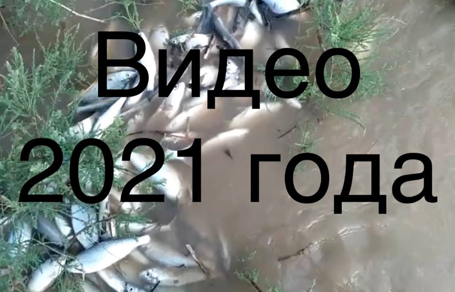 Видео о заморе рыбы в Астраханской области оказались фейком