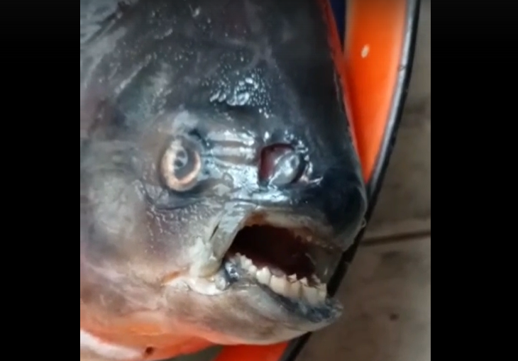 В Астрахани поймали страшную рыбу с человеческими зубами: видео
