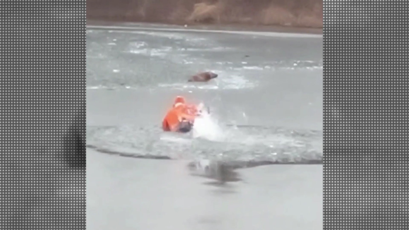 Астраханские спасатели вытащили из реки тонущую собаку