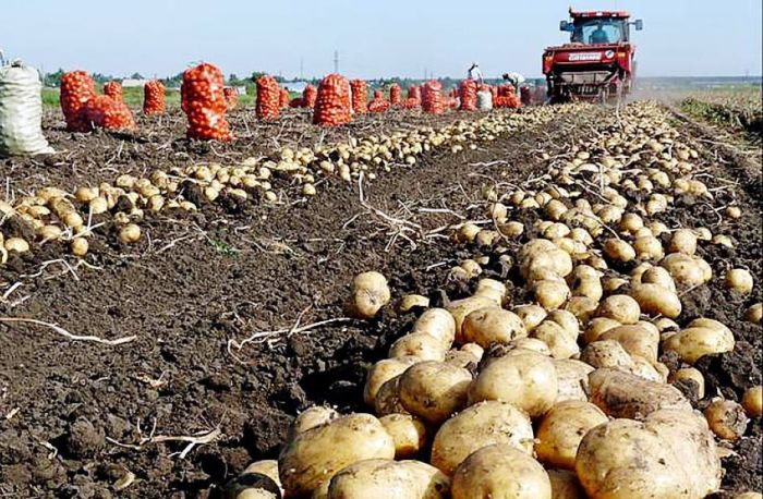 Ухудшение погоды не помешает астраханским аграриям добиться рекордных показателей