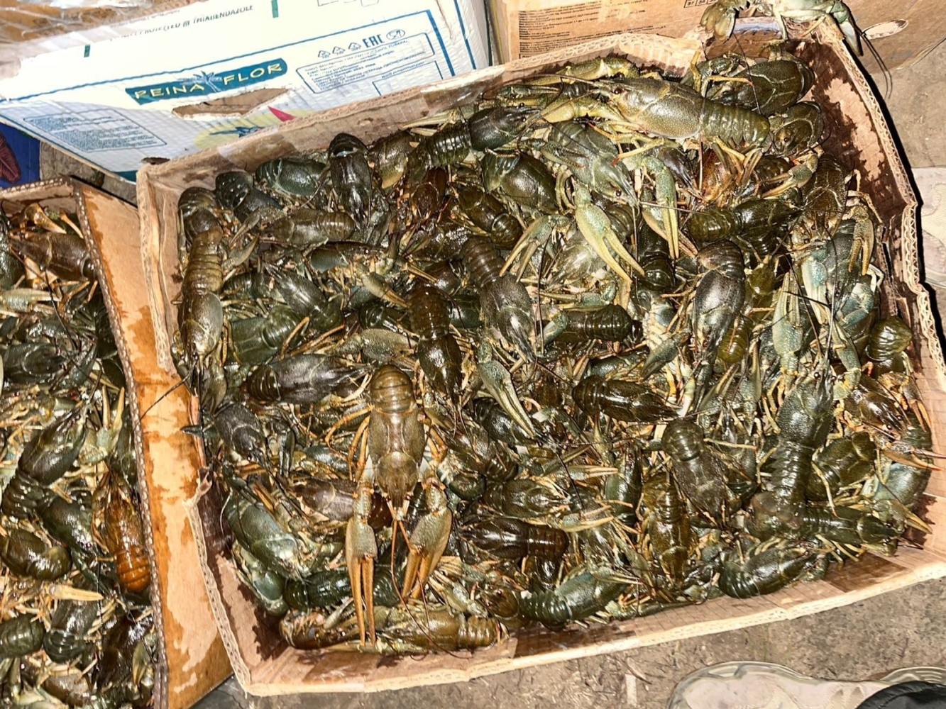 Полторы тонны астраханских раков избежали участи быть съеденными