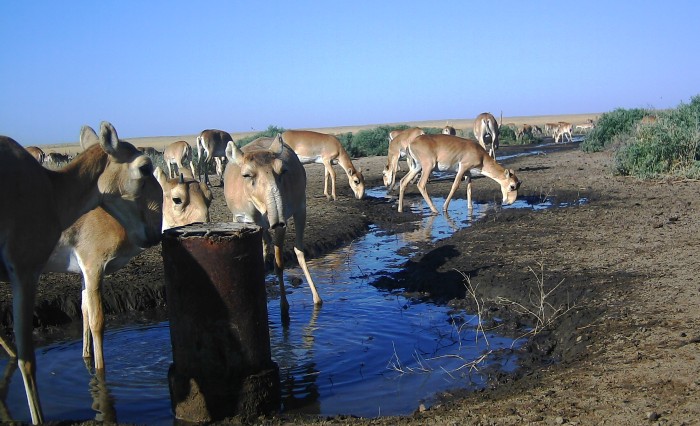 В астраханском заказнике восстановили работу артезианских скважин