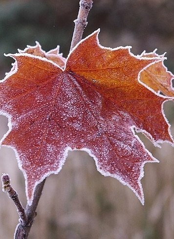 Астраханцам обещают заморозки