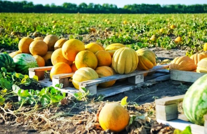 Астраханские аграрии заметно перекрывают прошлогодние показатели по сбору урожая