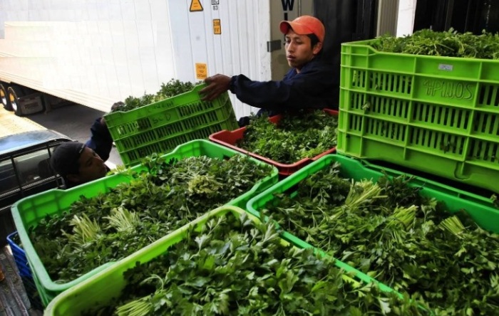 В Астраханской области более 70 тонн табака и зелени развернули обратно в Казахстан