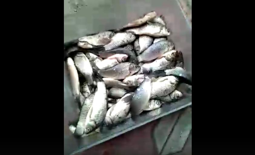 Астраханский рыбацкий флешмоб - еще один рыбак отчитался за "202 карася"