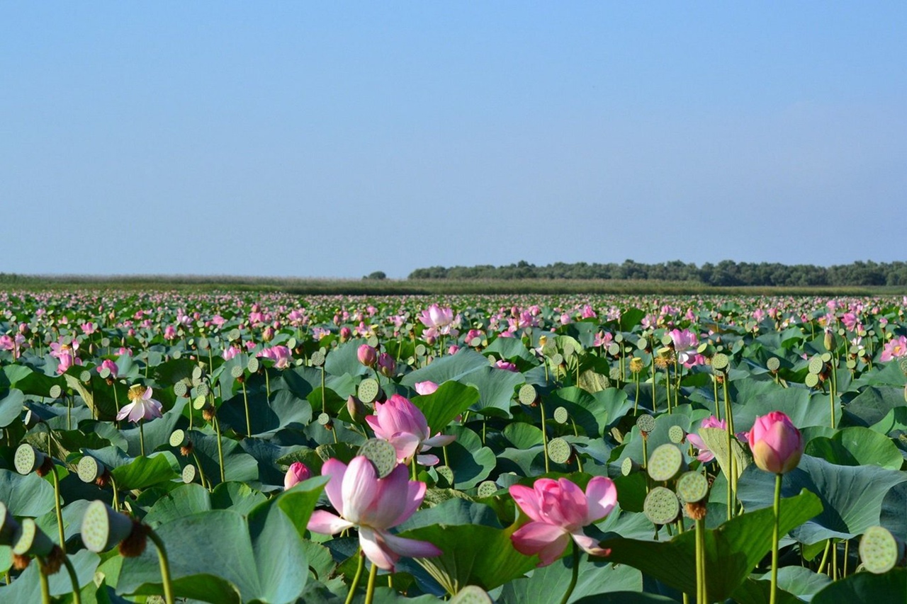 Рукотворное природное чудо создал астраханец в своем селе