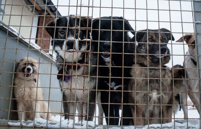 Сдохни или умри. В Госдуму внесен жесткий законопроект о бездомных собаках