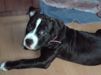 В Астраханской области приставы забрали  стаффордшира за долги перед банком