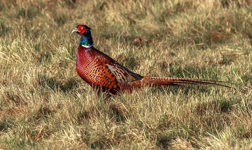 Астраханские охотники активно нарушают правила, а один даже убил фазана