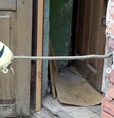 Большая змея поселилась в жилом доме и напугала домочадцев