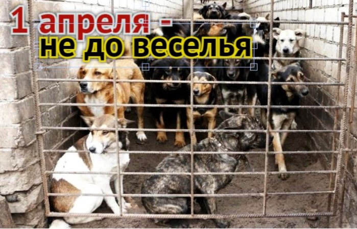 Рубикон переходим весной: нормативную базу под астраханский закон о безнадзорных животных собираются подготовить до 1 апреля