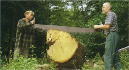 Астраханцы пилят… Двое мужчин спилили деревья на 350 тысяч