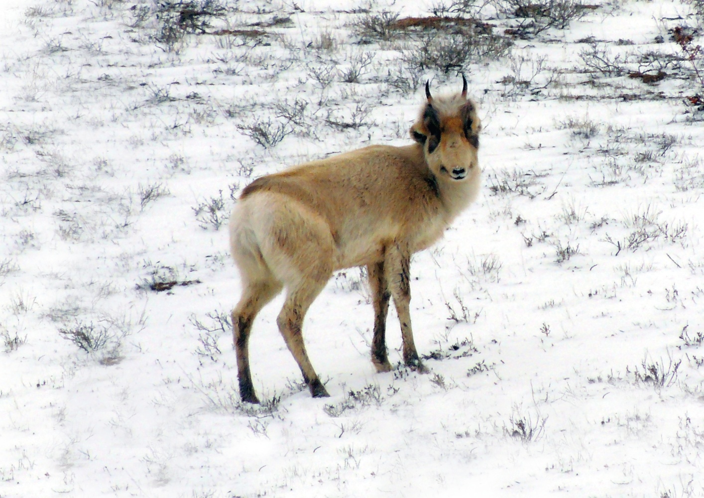 Астраханские ученые объяснили, почему нельзя кормить сайгаков