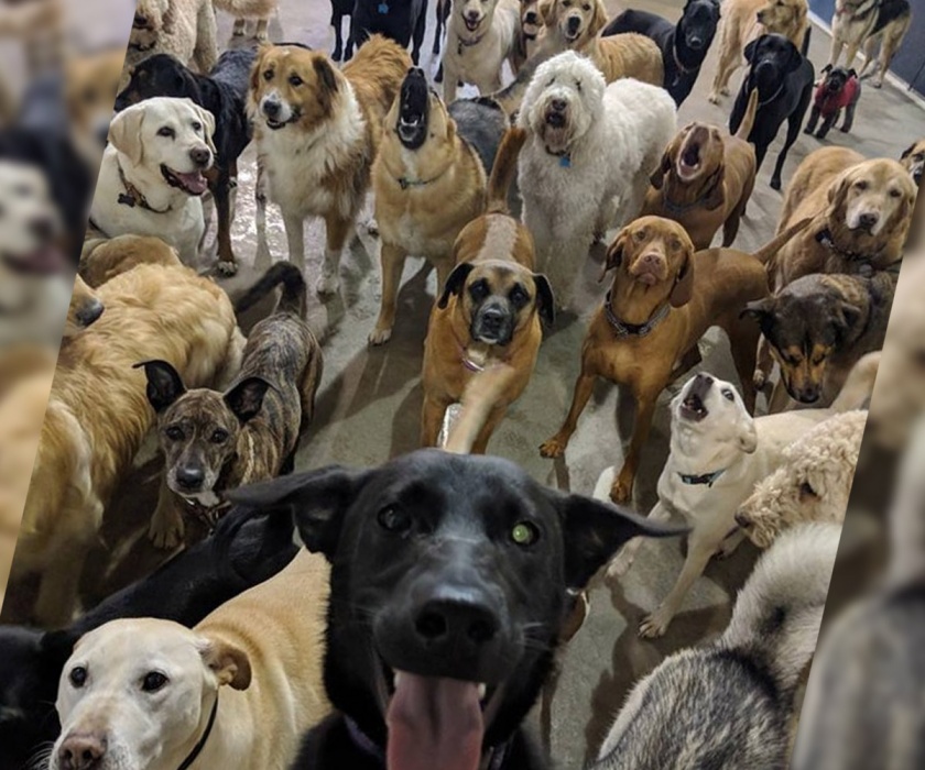 Проблему бродячих собак в Астрахани получится решить не раньше, чем за два года