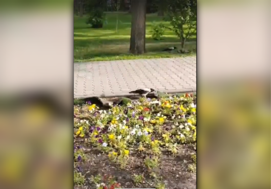 В центре Астрахани появились вороны-вандалы