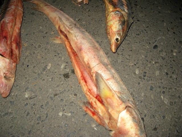 Астраханская полиция обнаружила в багажнике иномарки 20 килограмм осетров