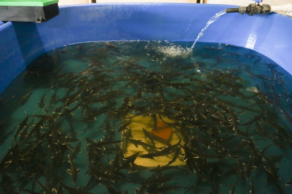 Сергей Морозов увидел, где выращивают астраханских осетров