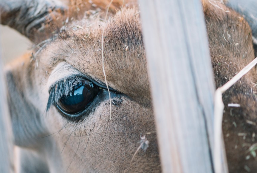 Карантин по особо опасной болезни введен под Астраханью