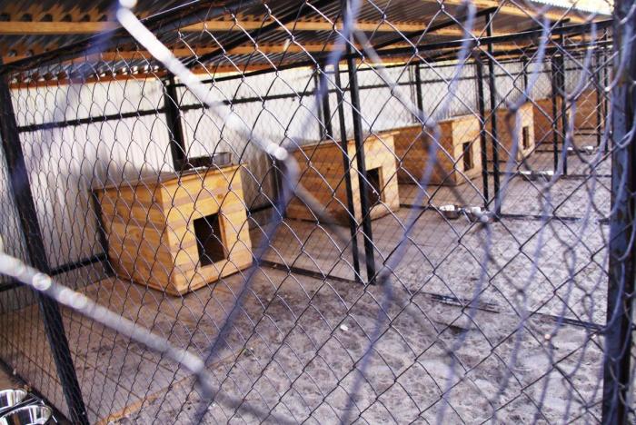 Астраханская прокуратура заставила власти Ахтубинского района заняться проектом приюта для животных
