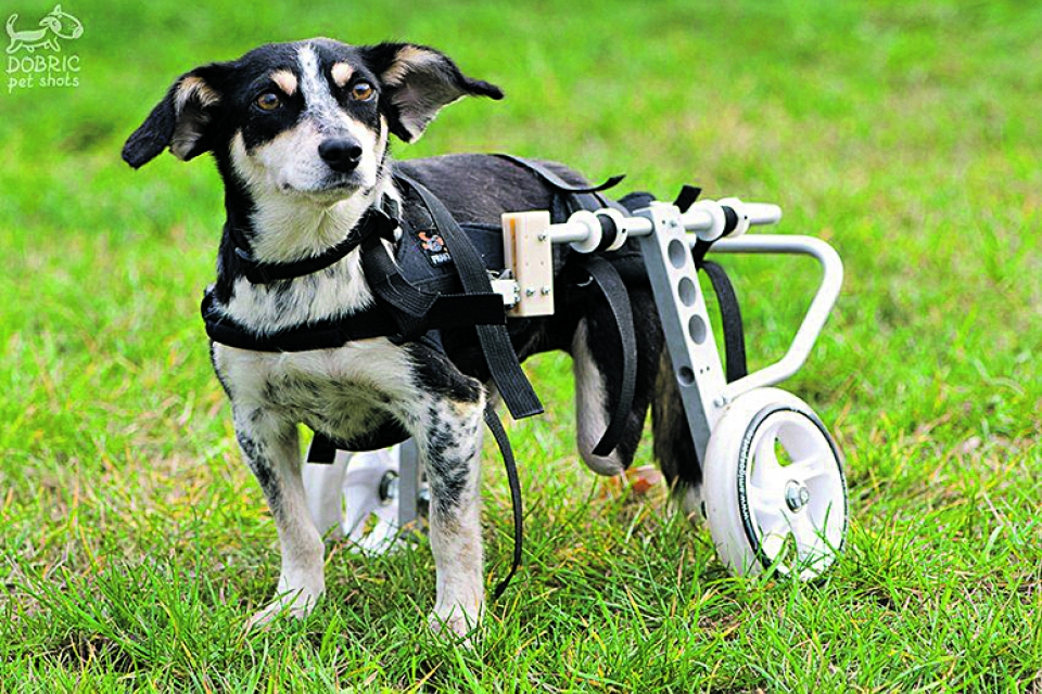 Астраханец ищет единомышленников, чтобы напечатать на 3Д-принтере протез для собаки