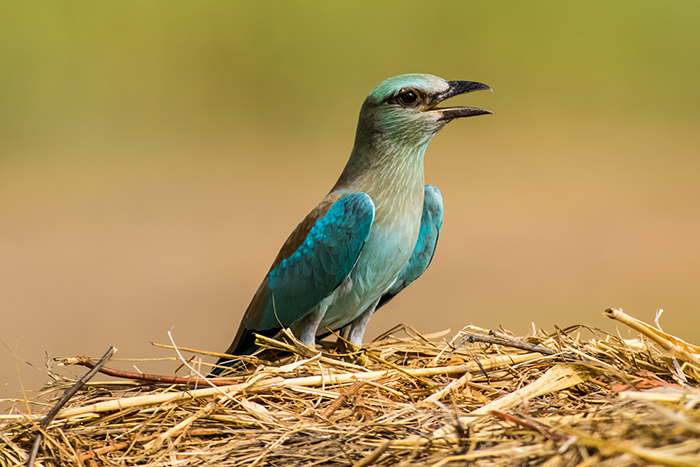 Записки астраханского натуралиста. Начало осени