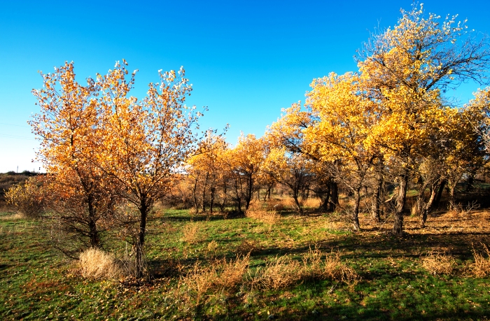 Записки астраханского натуралиста. Туранговый тополь, сакральное дерево из Средней Азии